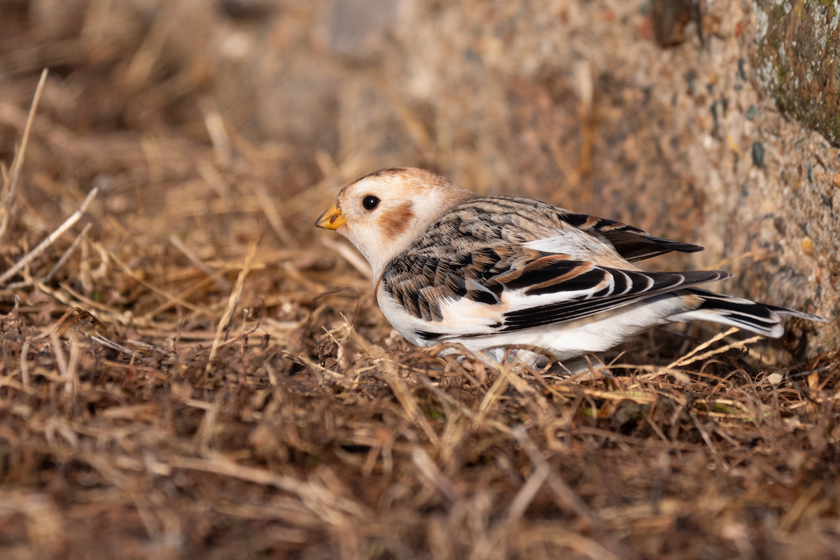 Snow Bunting - Victor Hoyeau