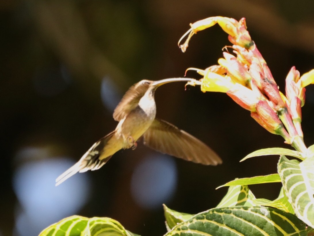 kolibřík šupinkohrdlý - ML611156963