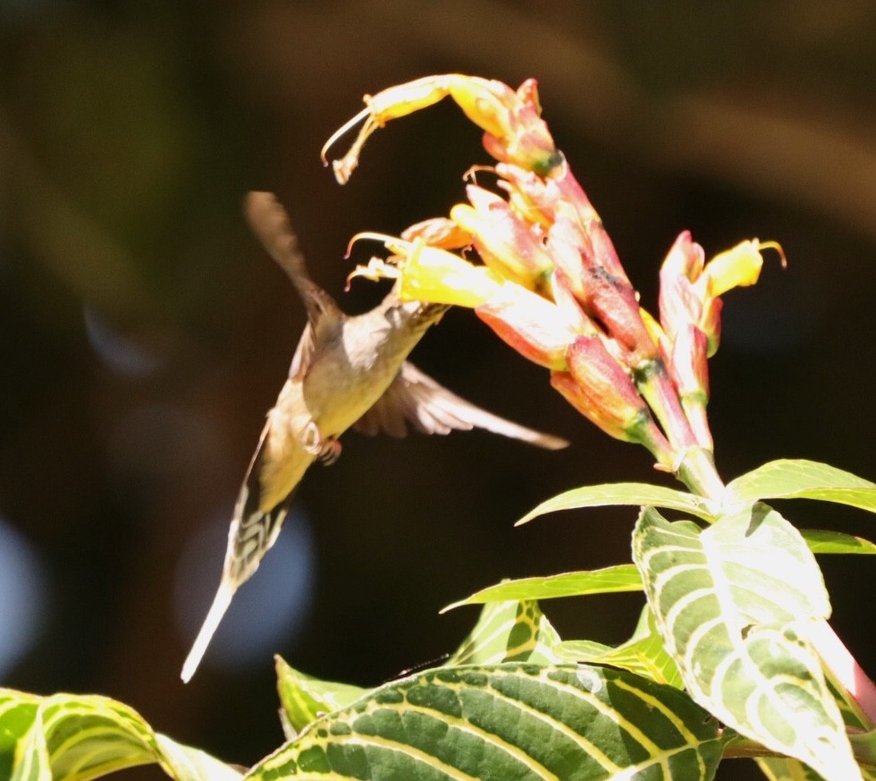 Чешуегорлый колибри-отшельник - ML611156965