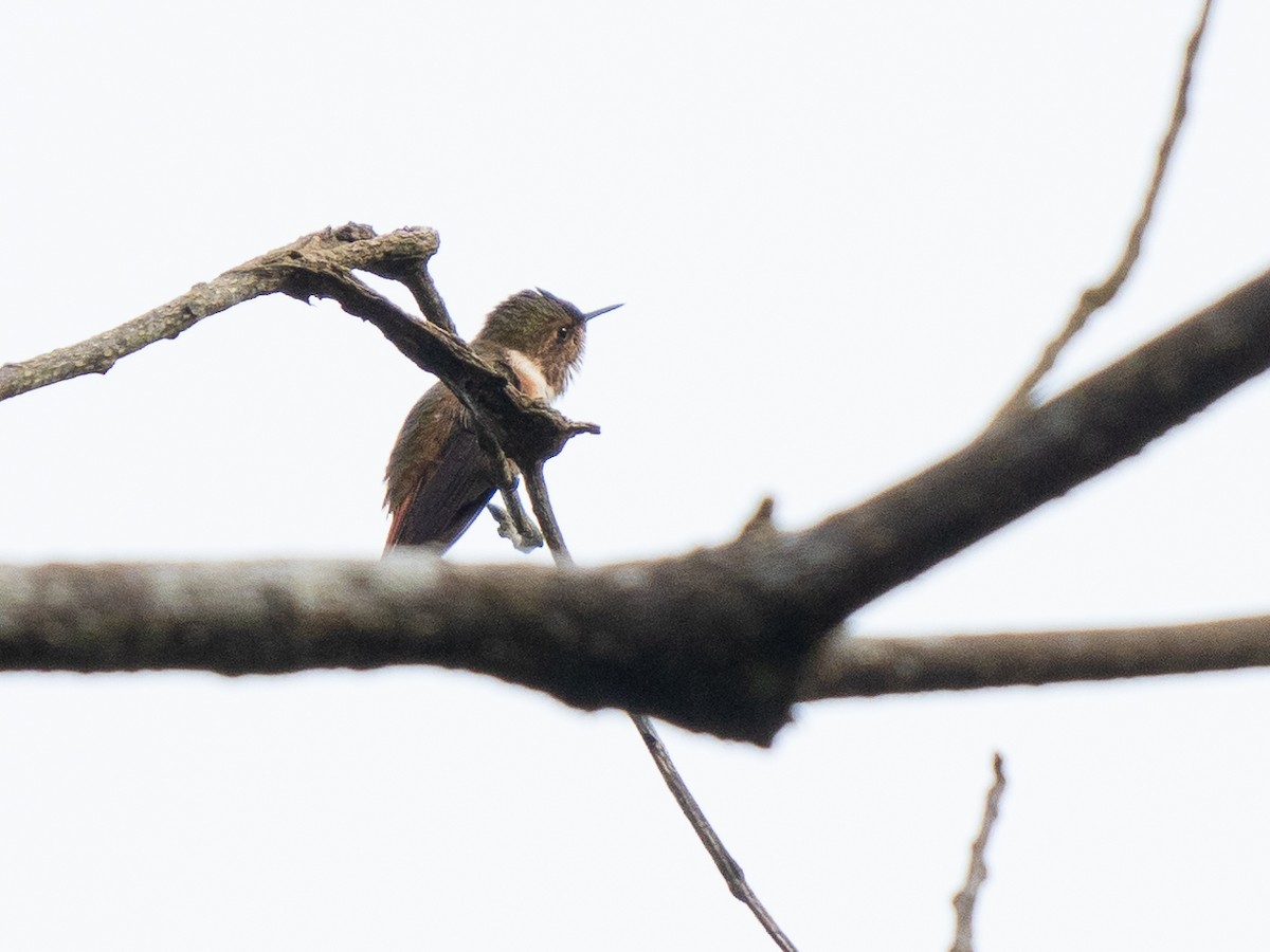 Colibrí Centelleante - ML611157092