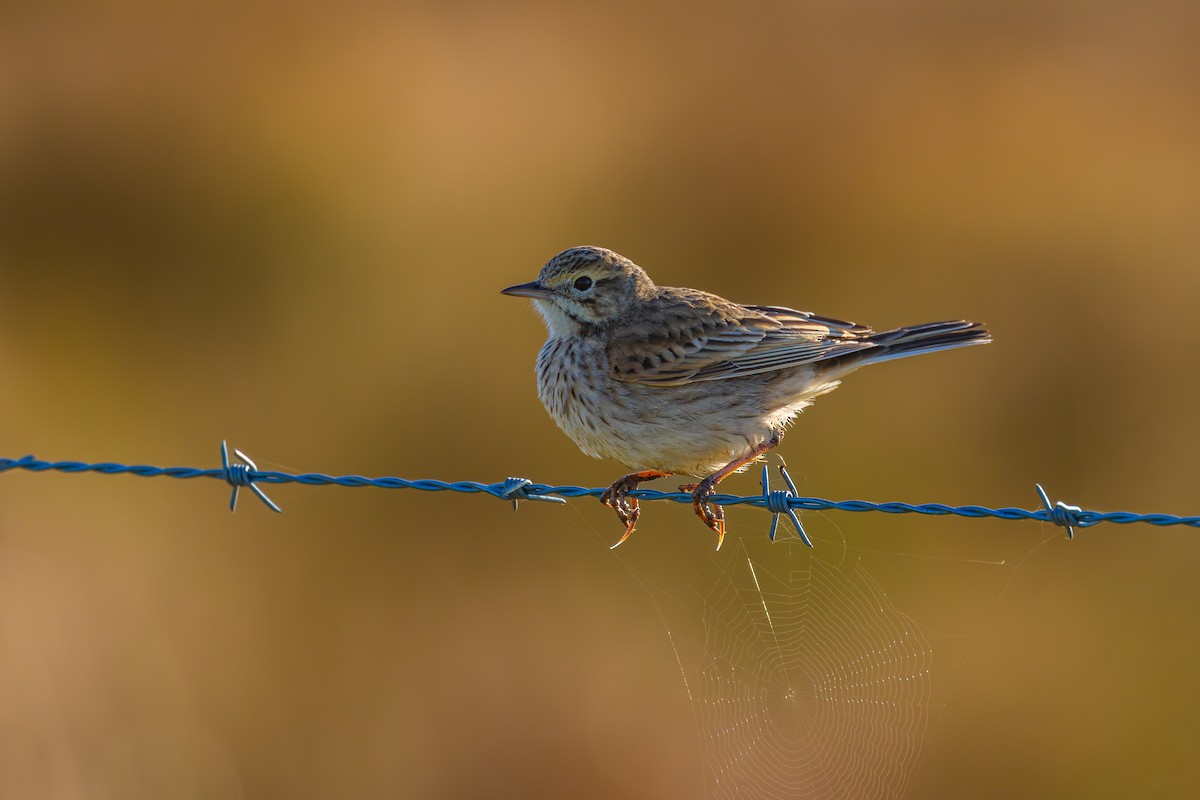 Australian Pipit - Ian Mo