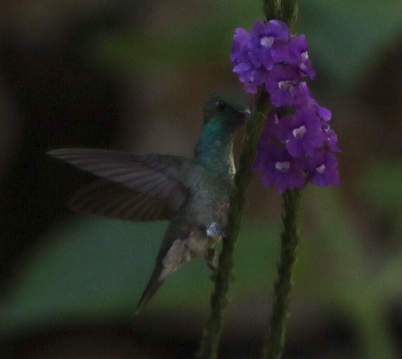 tupikolibri (versicolor gr.) - ML611157126