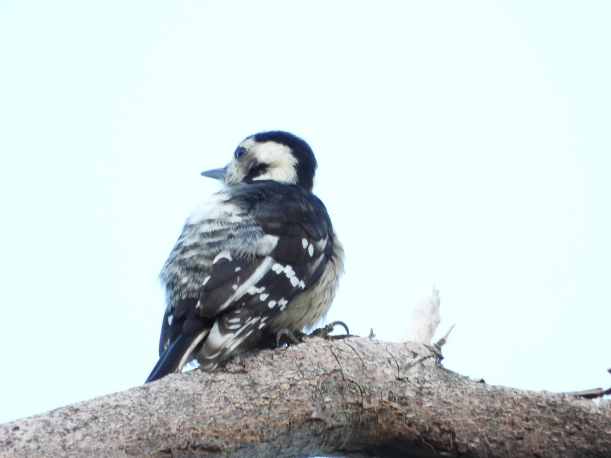 Gray-capped Pygmy Woodpecker - ML611157150