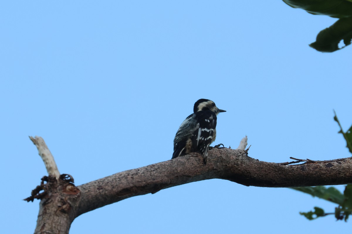 Gray-capped Pygmy Woodpecker - ML611157151