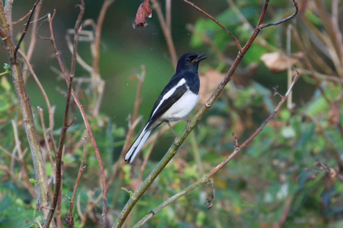 Oriental Magpie-Robin - ML611157198