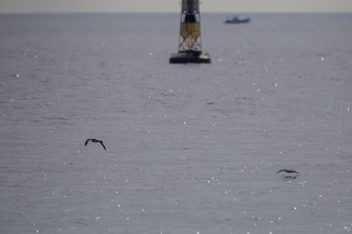 Cory's/Scopoli's Shearwater - ML611157217