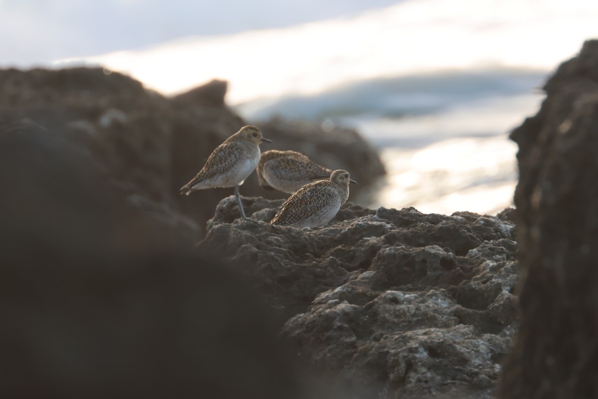 Pacific Golden-Plover - ML611157232