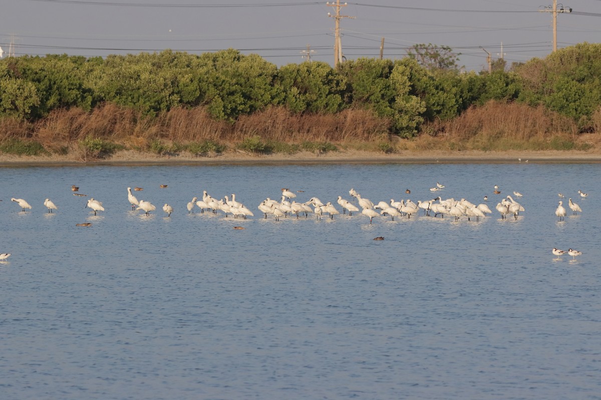 Black-faced Spoonbill - Yi-Cheng Chen