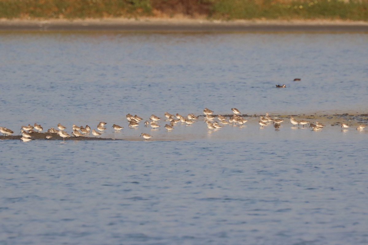 Dunlin - Yi-Cheng Chen