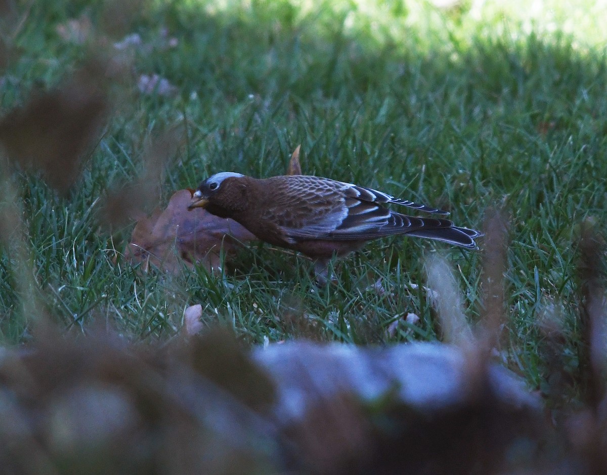 Gray-crowned Rosy-Finch - Joshua Vandermeulen