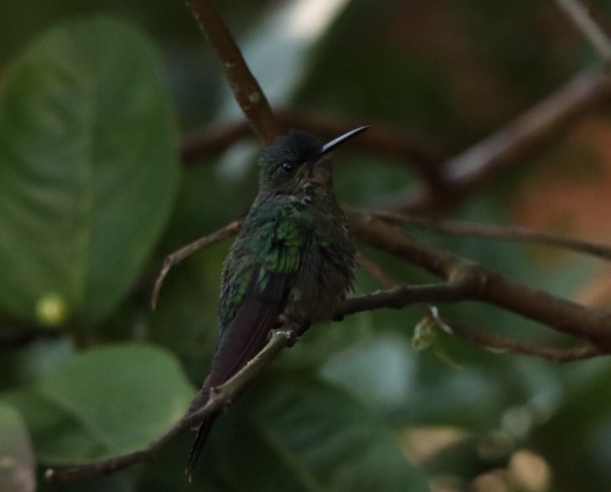 kolibřík fialovotemenný - ML611157522