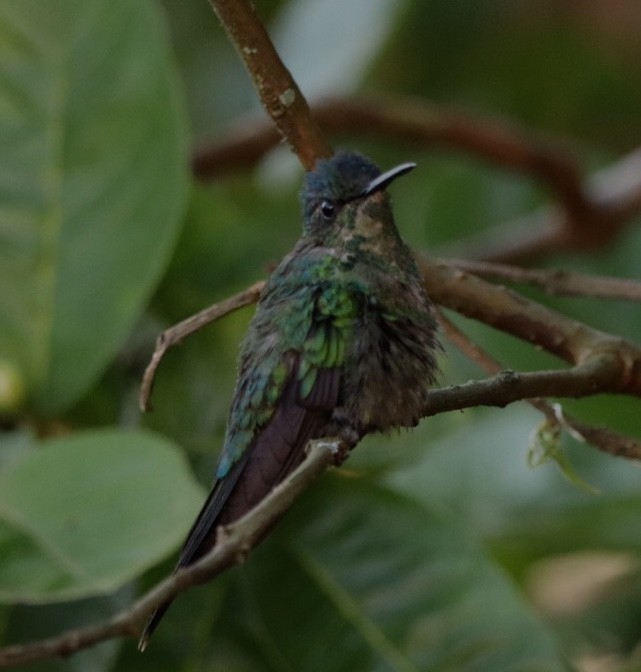 kolibřík fialovotemenný - ML611157523