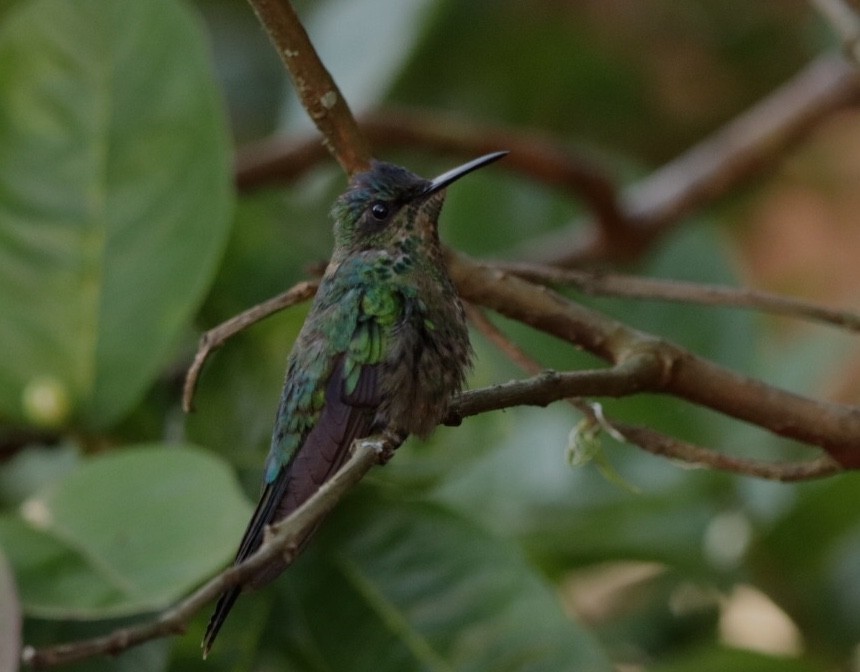 kolibřík fialovotemenný - ML611157524