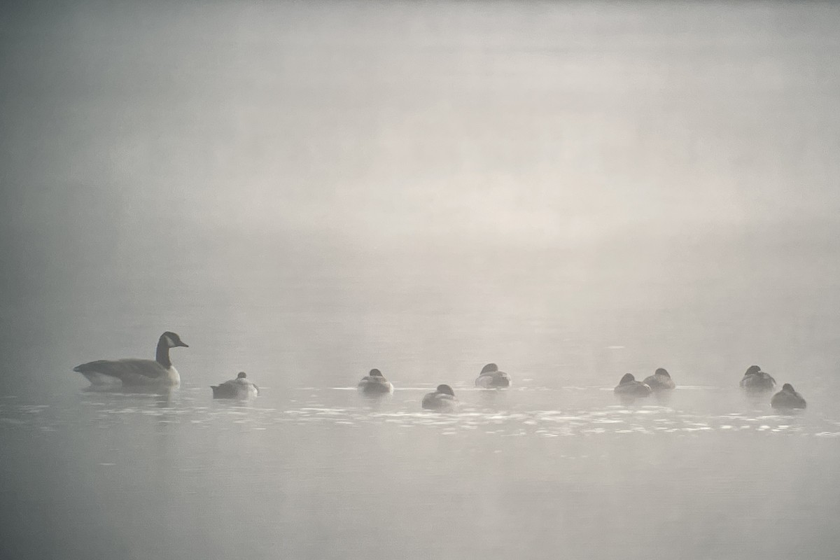 Canada Goose - Valerie Burdette