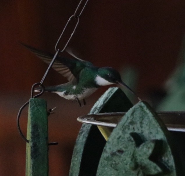 White-throated Hummingbird - ML611157552