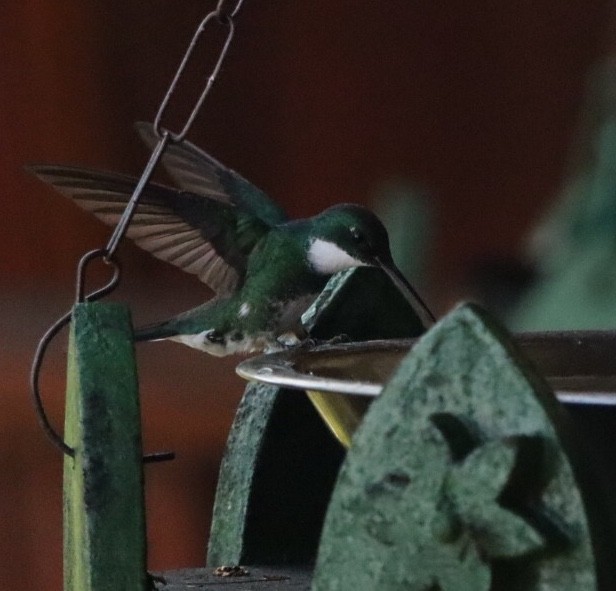 kolibřík límcový - ML611157553