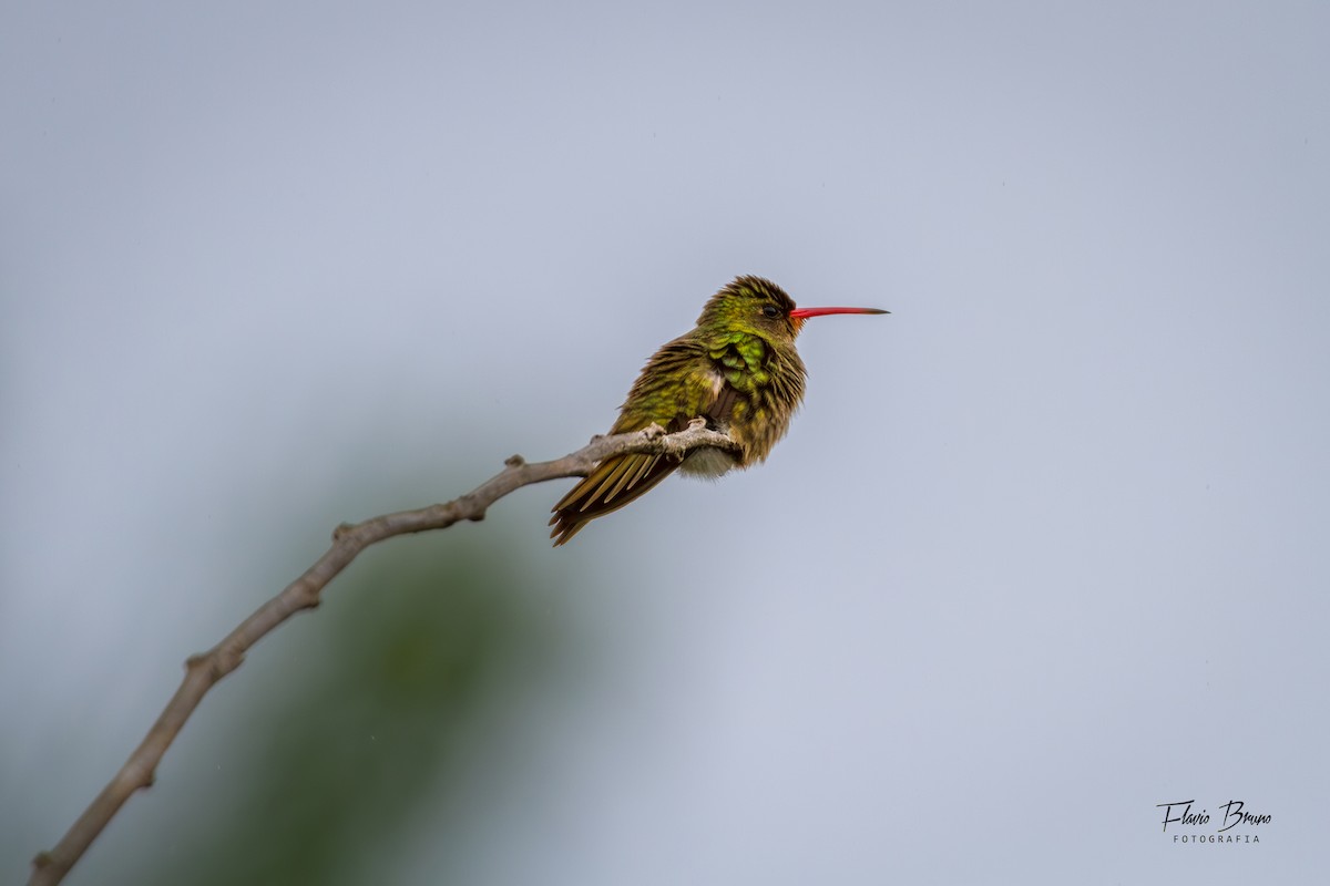 Gilded Hummingbird - Flavio Bruno