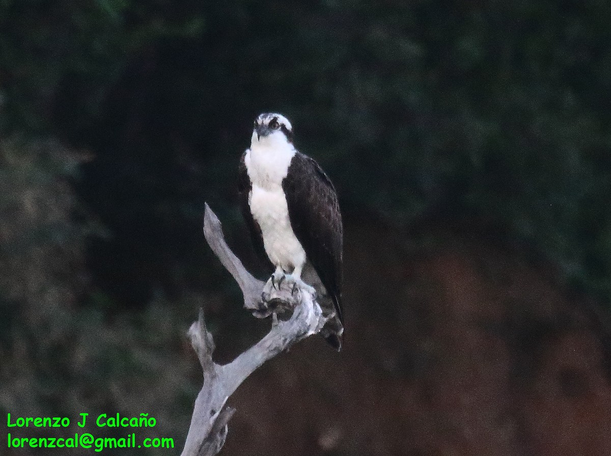 魚鷹 - ML611157621