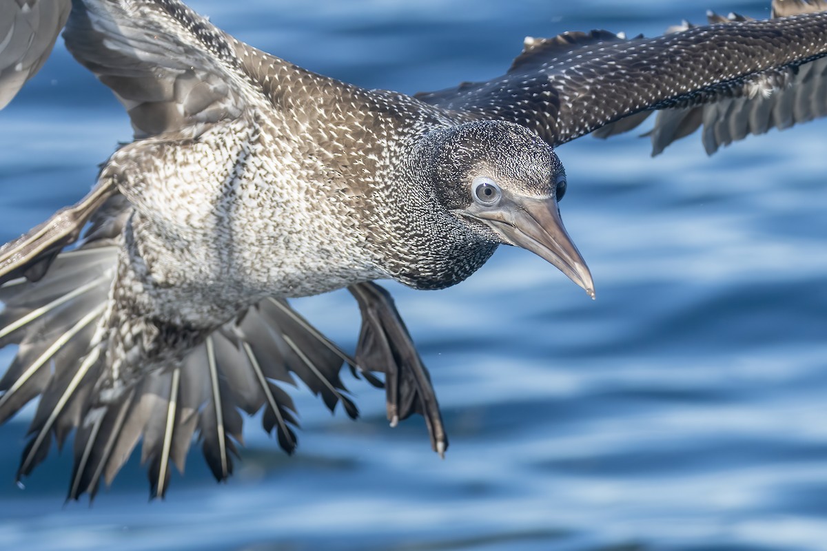 Northern Gannet - ML611157686