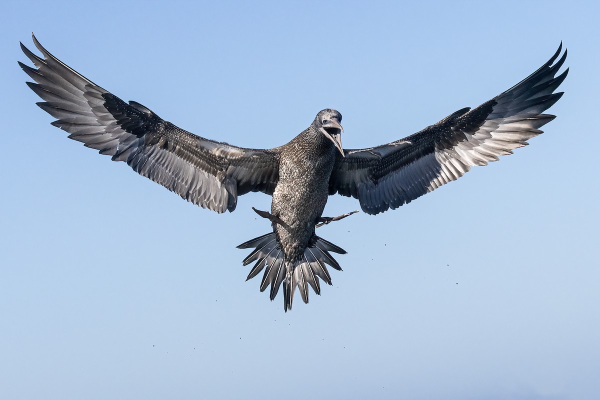 Northern Gannet - ML611157704