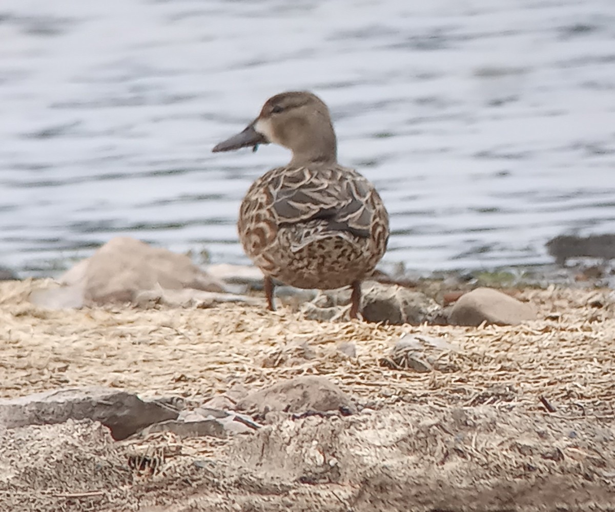 Blue-winged Teal - ML611157724