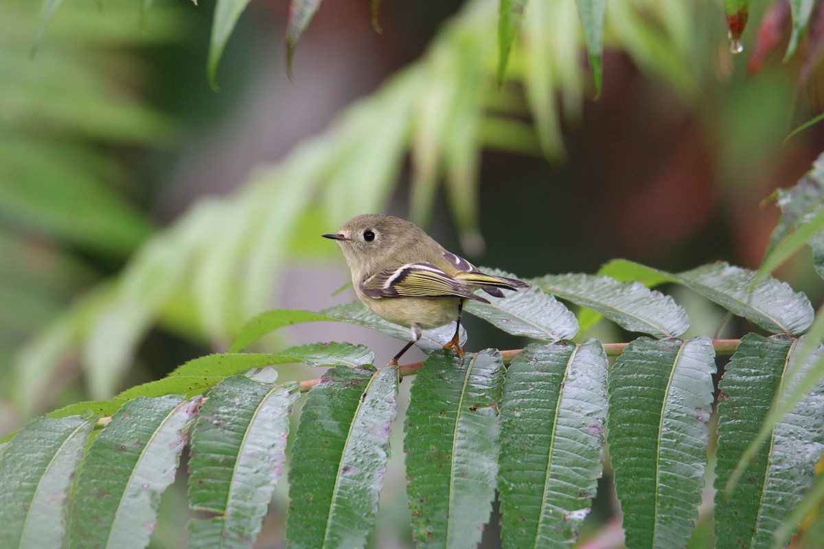Ruby-crowned Kinglet - ML611157736