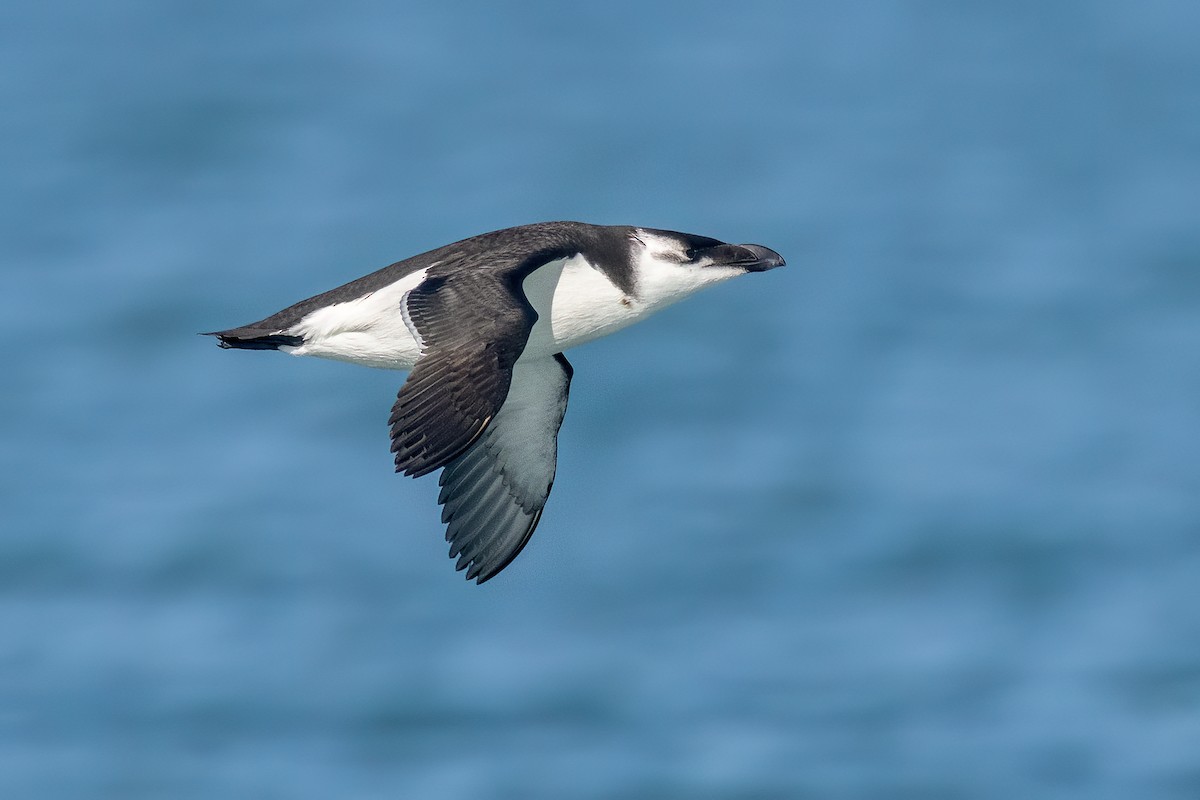 Razorbill - ML611157760