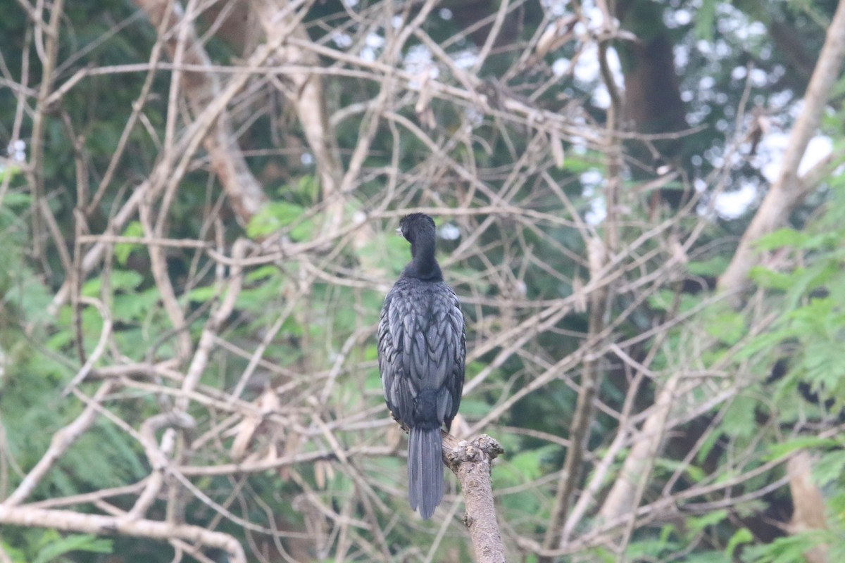 Little Cormorant - Uma Kulkarni