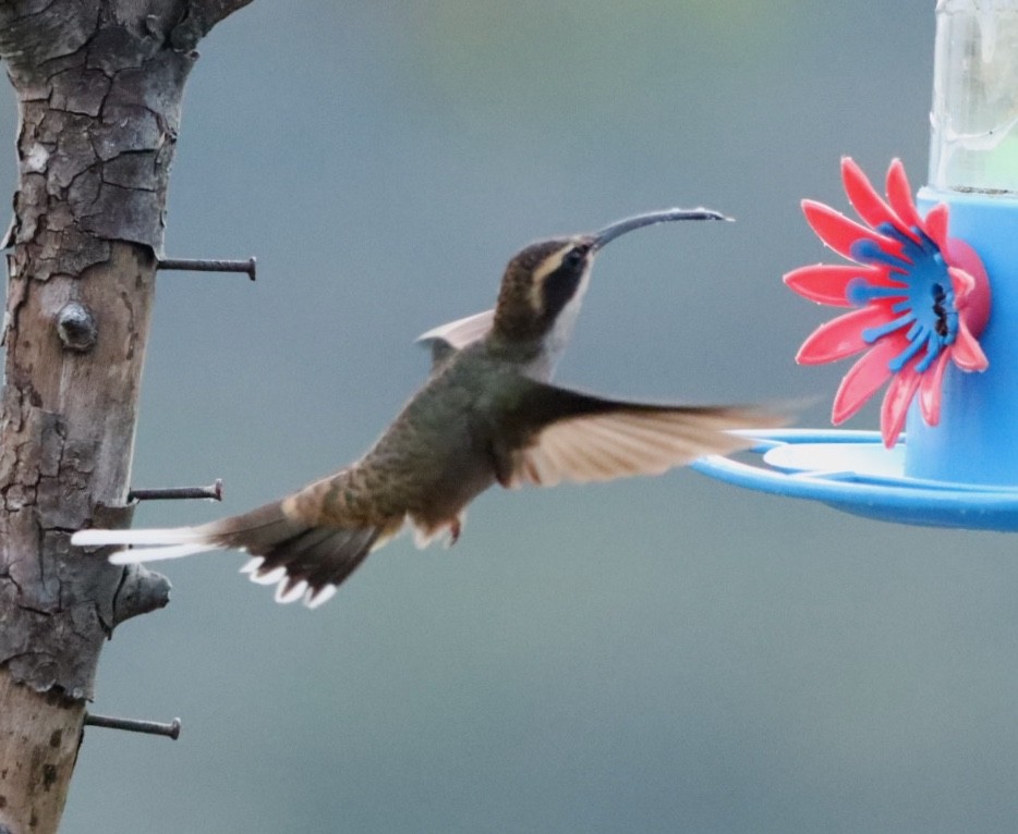 kolibřík šupinkohrdlý - ML611157829