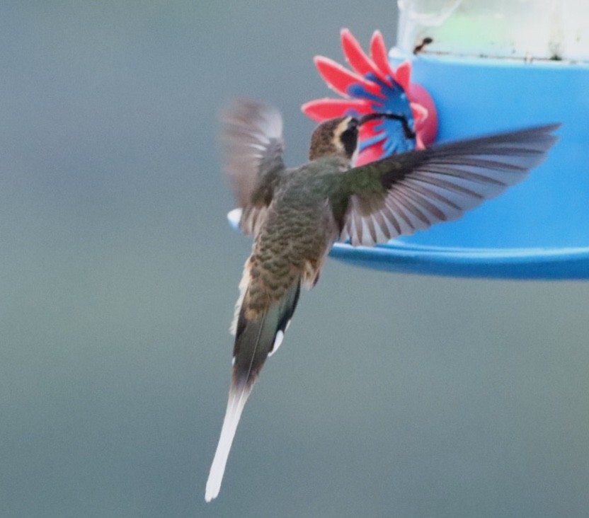 kolibřík šupinkohrdlý - ML611157830