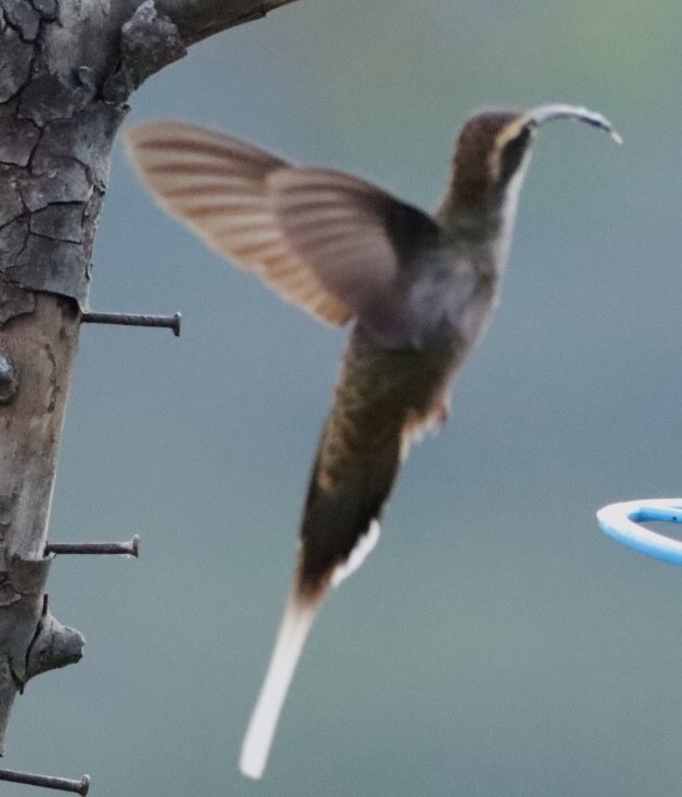 Scale-throated Hermit - ML611157832