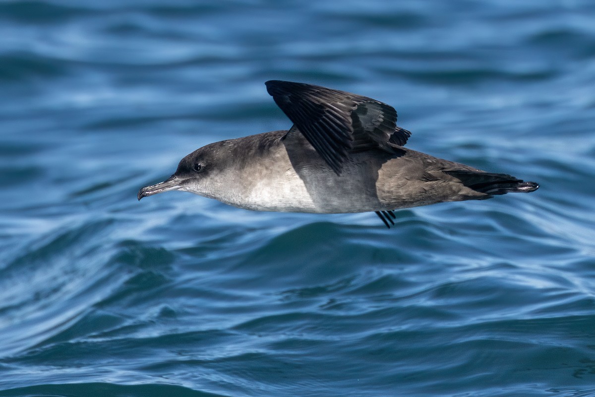 Balearic Shearwater - ML611157929