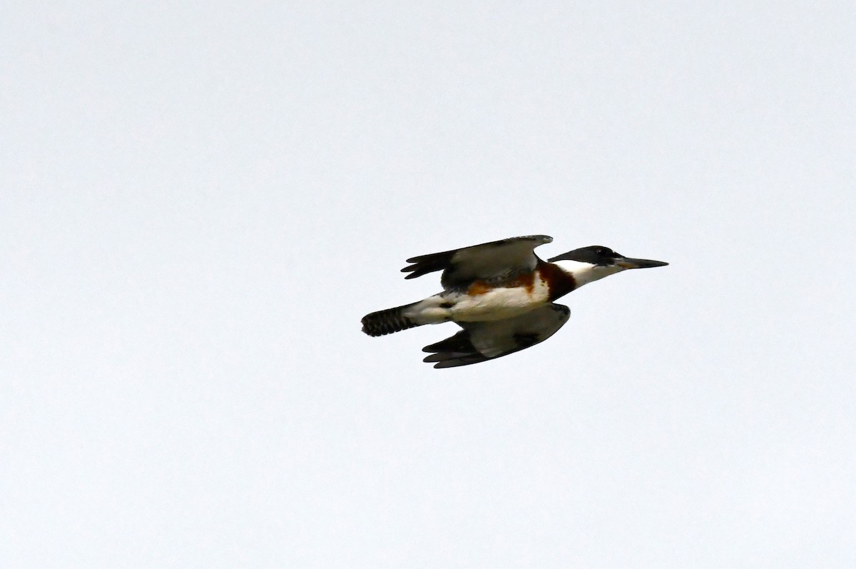 Belted Kingfisher - ML611158000