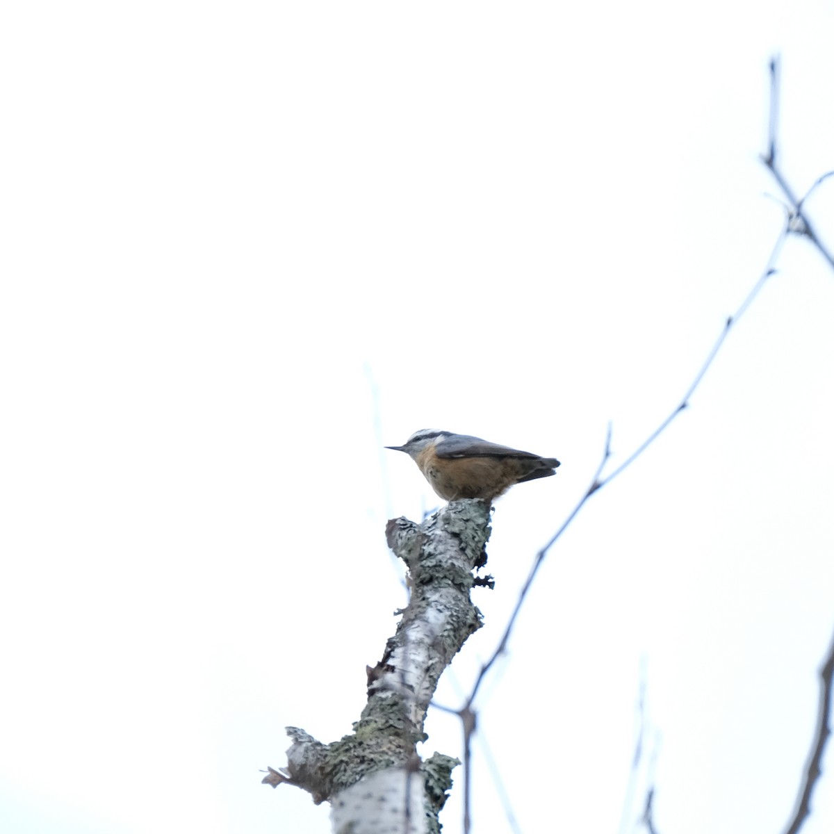 Red-breasted Nuthatch - ML611158103
