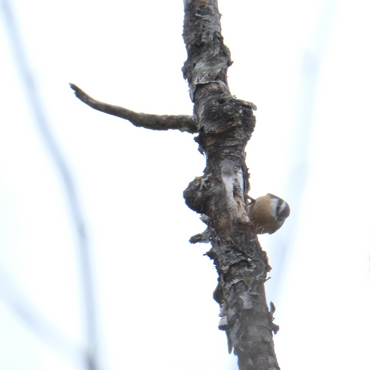 Red-breasted Nuthatch - ML611158104