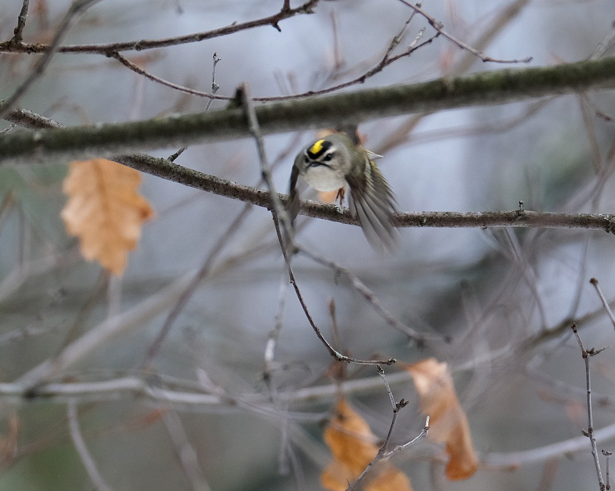 Golden-crowned Kinglet - ML611158106