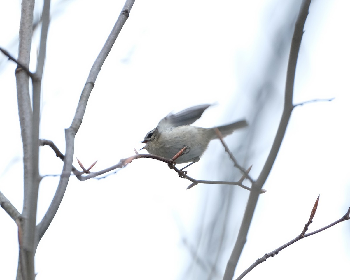 Golden-crowned Kinglet - ML611158107