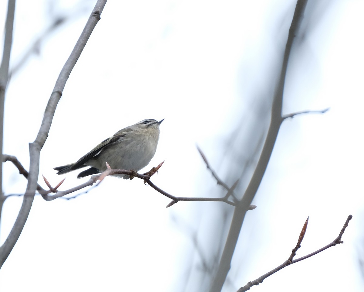 Golden-crowned Kinglet - ML611158111