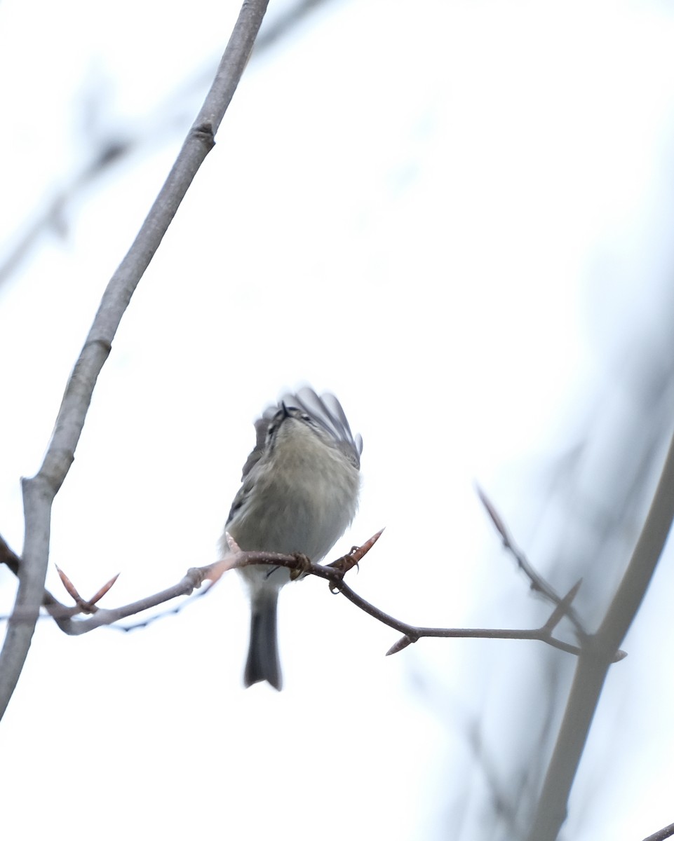 Golden-crowned Kinglet - Jean-Marc Emery