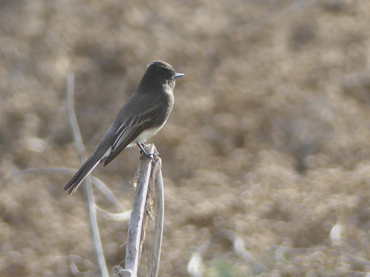 Mosquero Negro - ML611158122