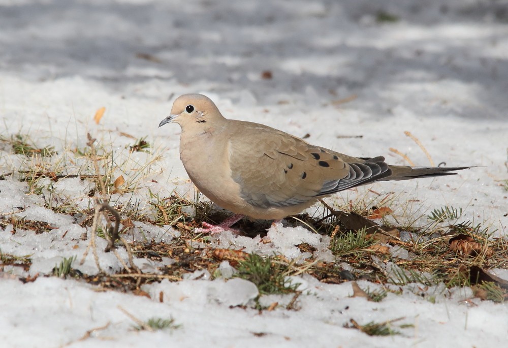 Mourning Dove - ML611158158