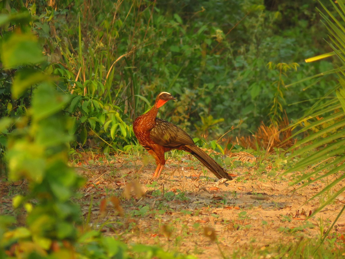 White-crested Guan - ML611158239