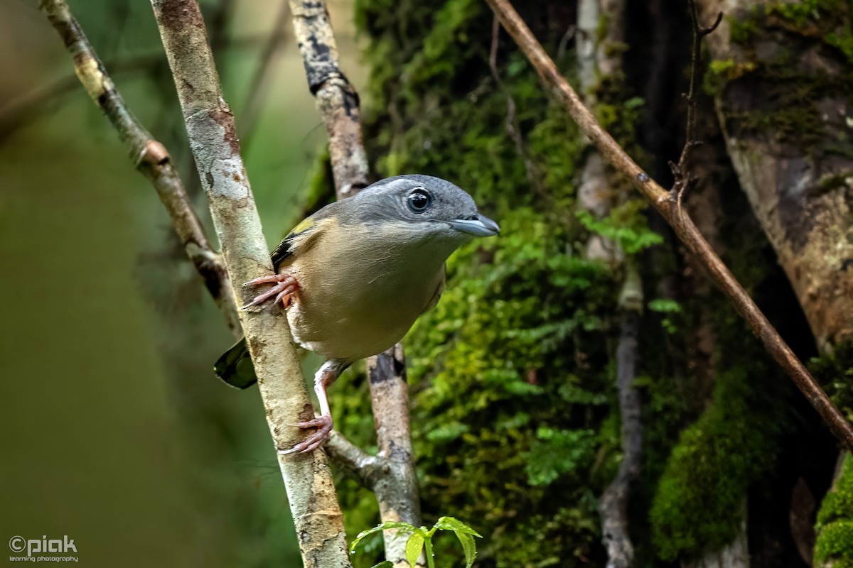 White-browed Shrike-Babbler - ML611158287