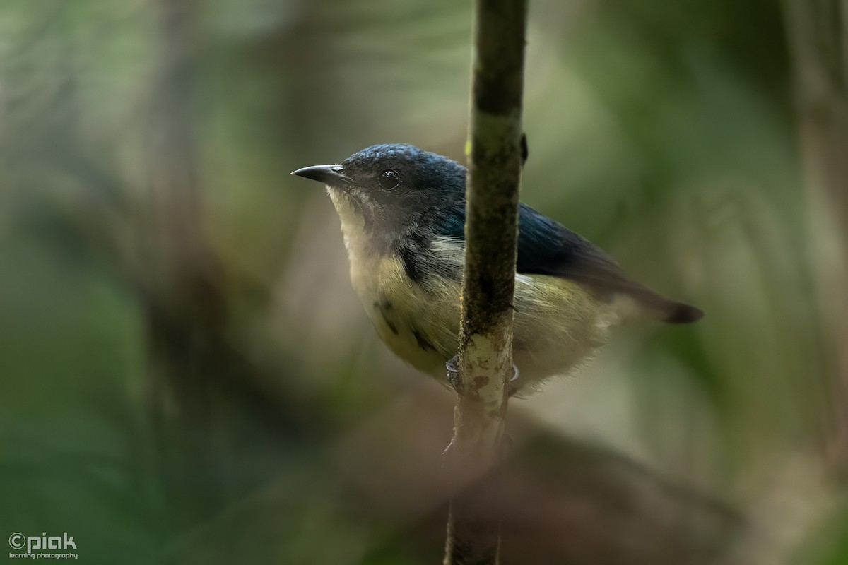 Cambodian Flowerpecker - ML611158316