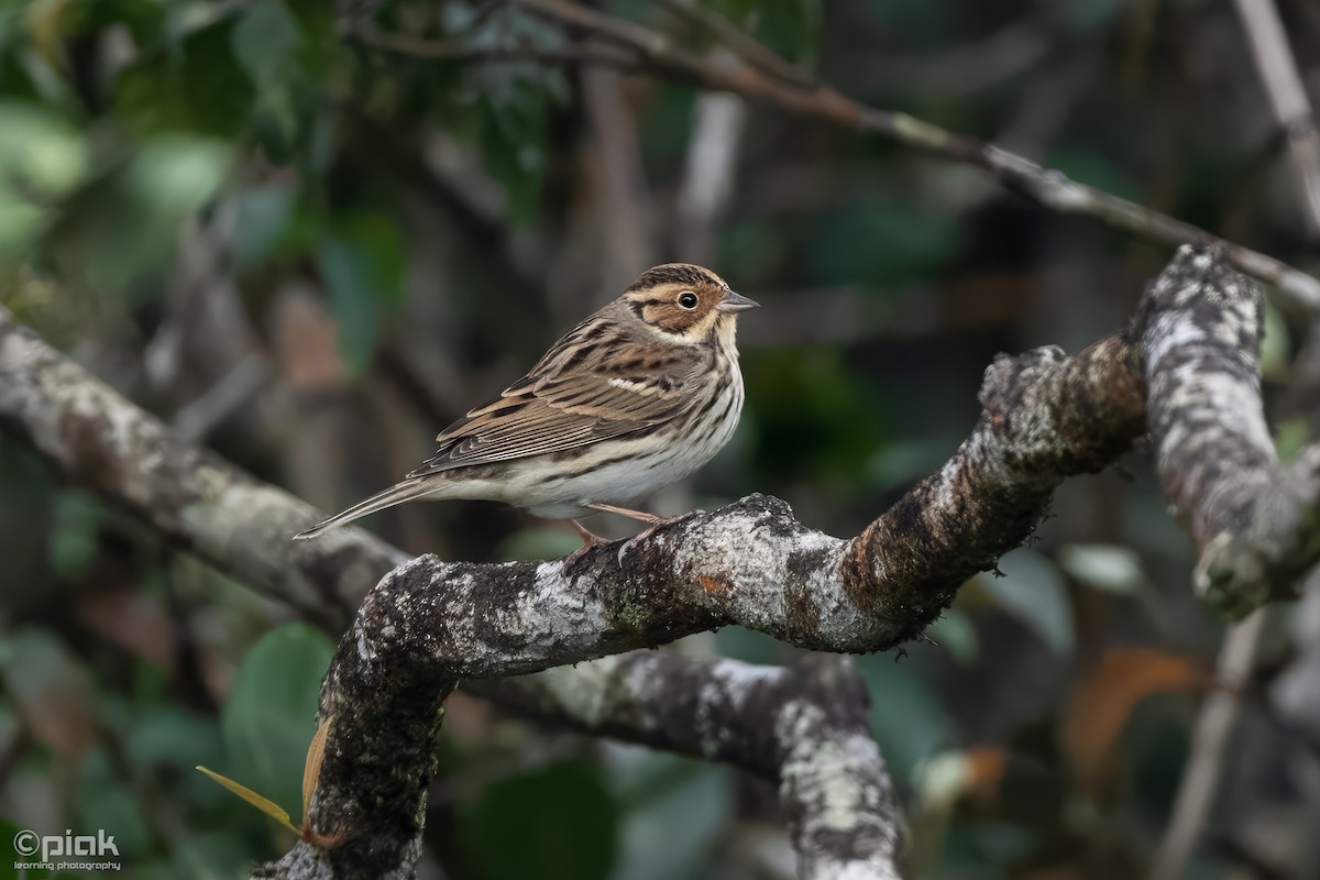 Little Bunting - ML611158327