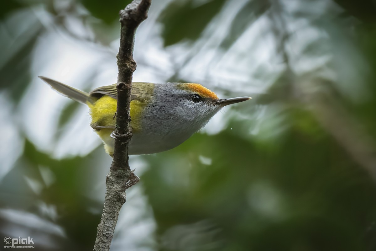 Mountain Tailorbird - Sopheak Lim