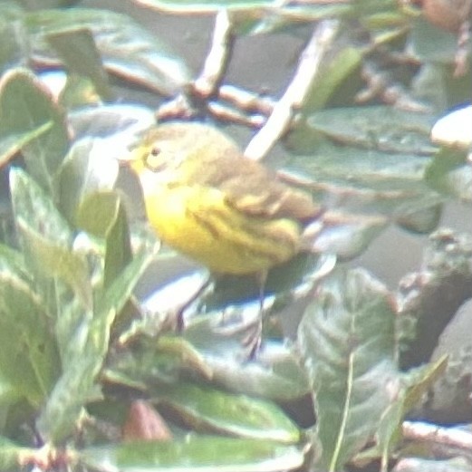 Prairie Warbler - ML611158371