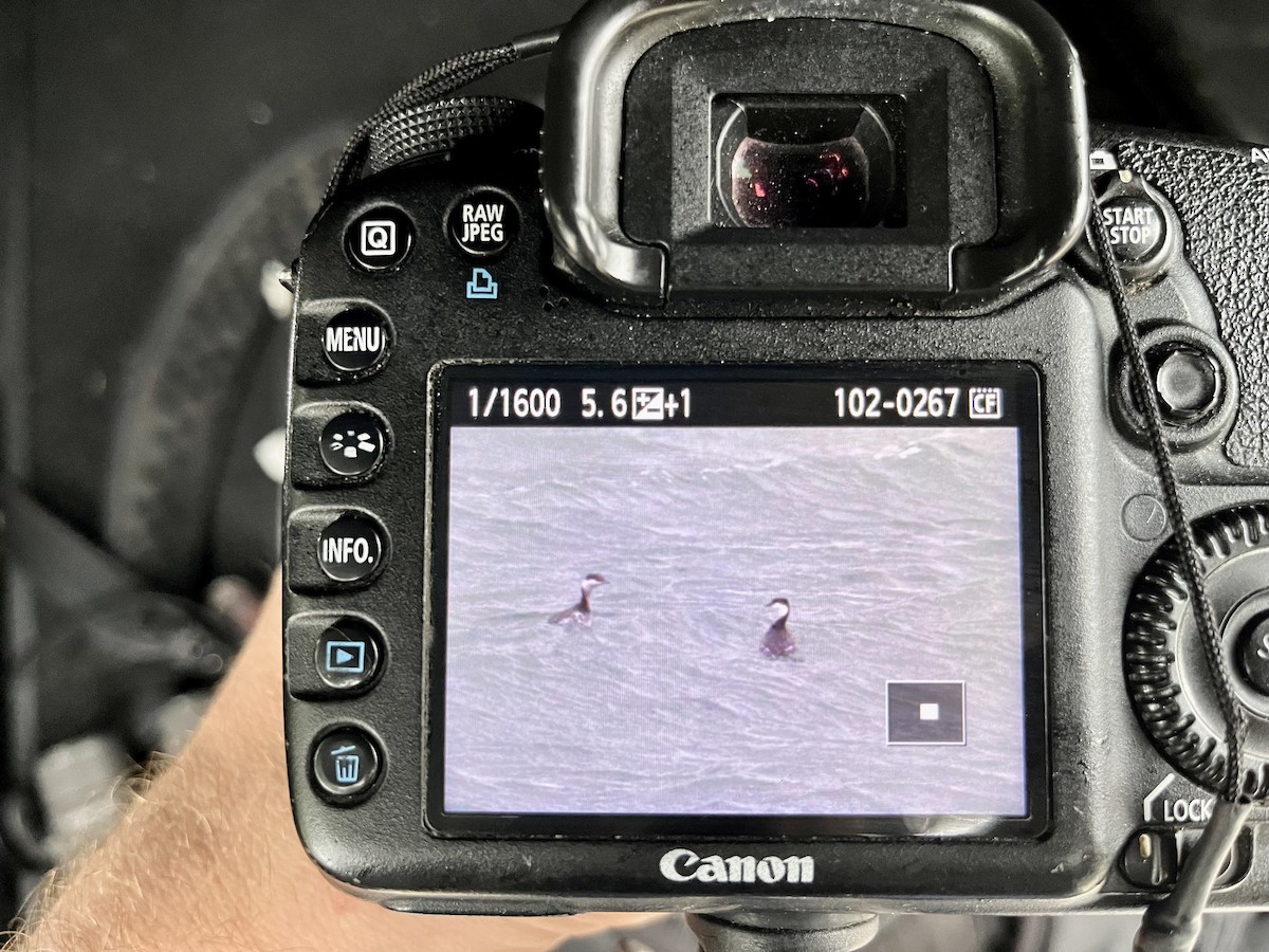 Horned Grebe - ML611158388