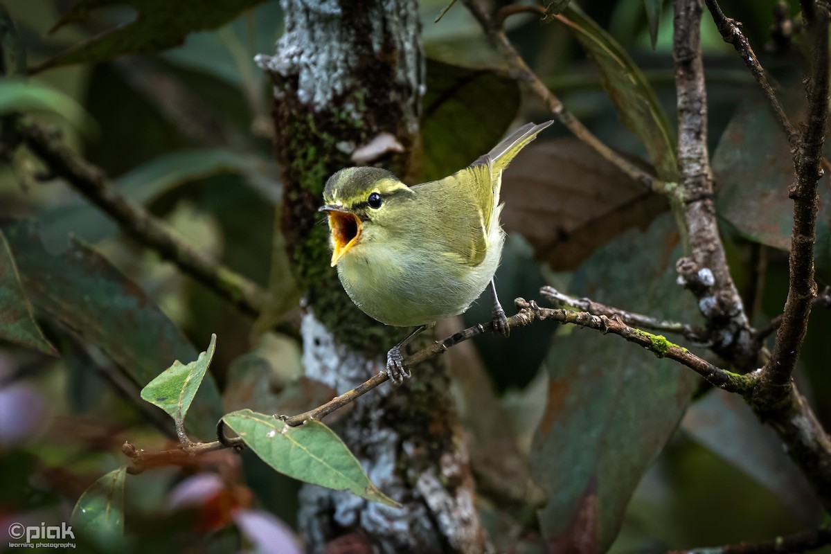 Davison's Leaf Warbler - Sopheak Lim