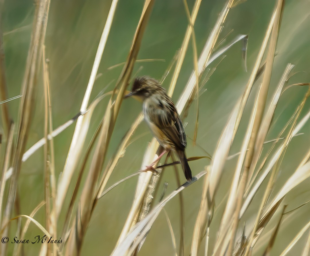 Zitting Cisticola (African) - ML611158599